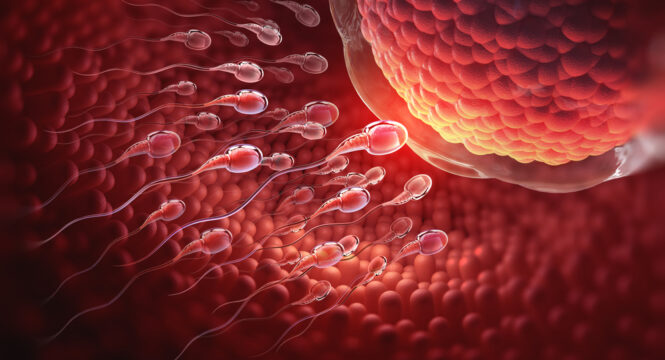The Neuroscience of Orgasm: Understanding How the Brain Responds to Sexual Stimulation